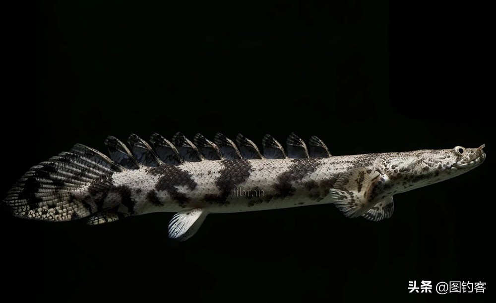 巨骨舌鱼的好奇心有多强,巴西巨骨舌鱼却濒临灭绝为什么