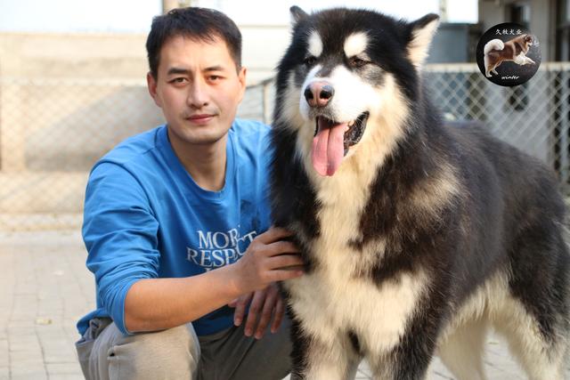 带你了解狗狗,带你了解哈士奇