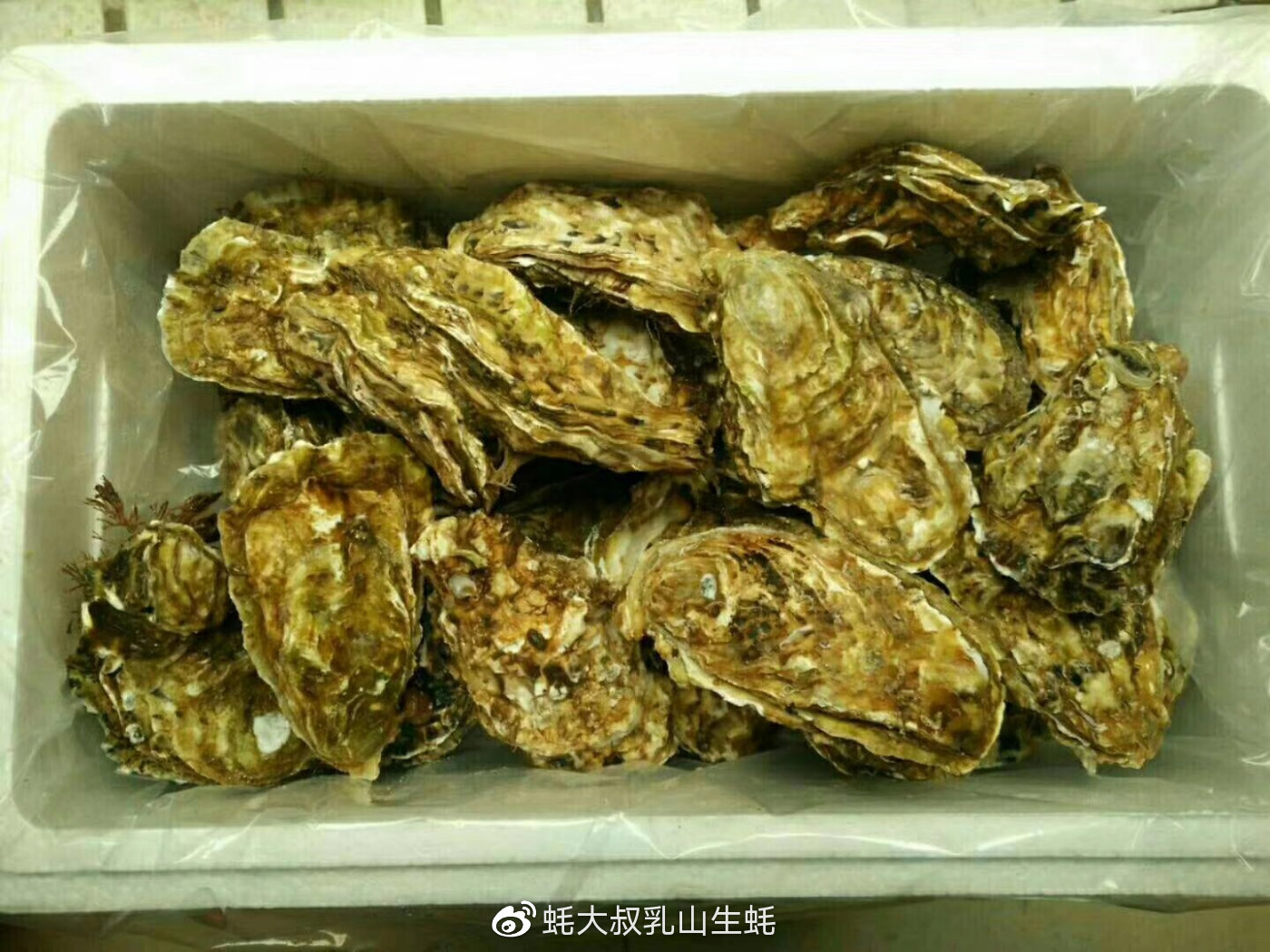 蚝先生乳山鲜蚝,蚝小二正宗乳山生蚝