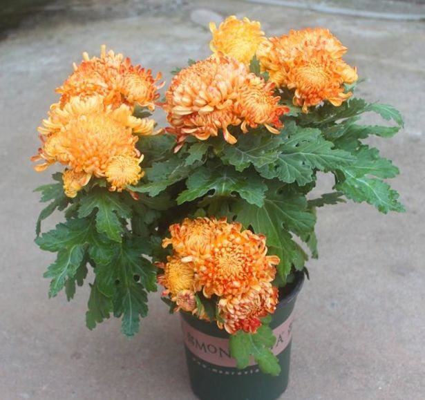 哪种菊花好养又能泡水,菊花怎么才能养好