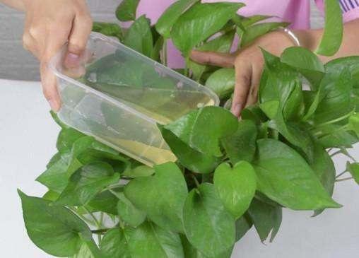 绿萝长不旺给它浇两种水,绿萝怎么养长得旺不黄叶烂根