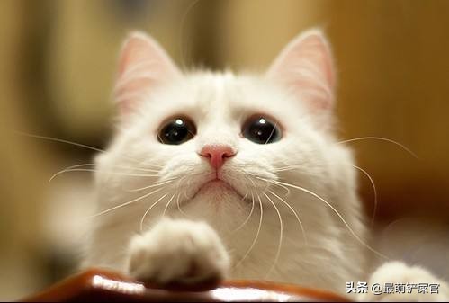 猫咪喉咙发炎会死吗,猫咪眼睛水肿是什么原因导致的