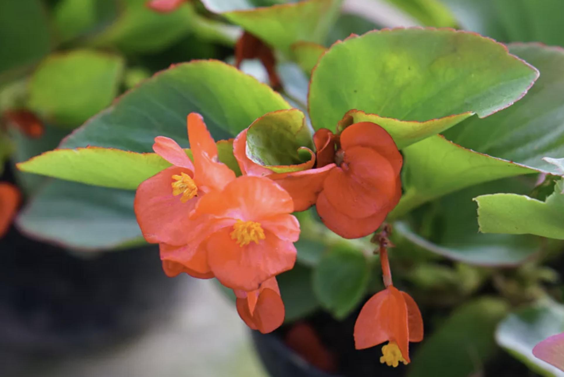 充满活力阳光的花,20种需要阳光的花