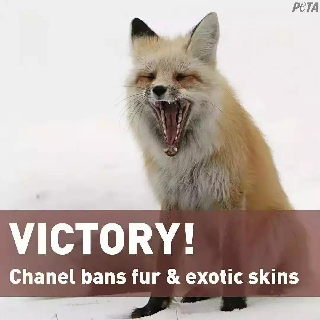 外媒炸裂！奢侈品全面*制抵**皮草，只为让更多人意识到背后的残酷