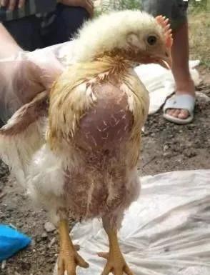 鸡嗉囊肿大很软怎么回事,鸡嗉囊胀气怎么治疗