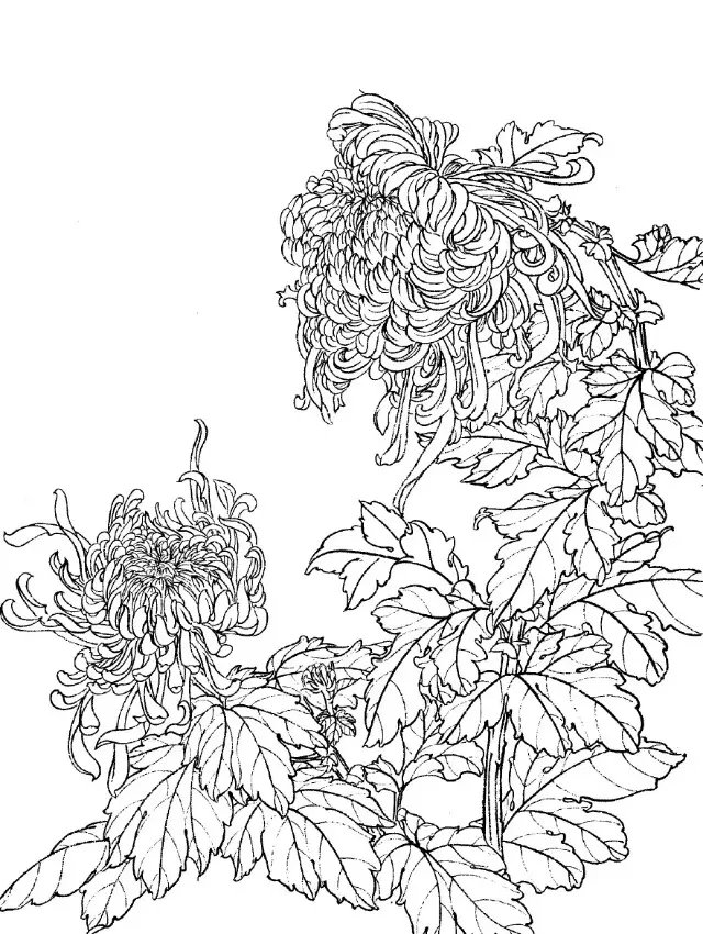 如何画菊花小写意步骤,菊花各种姿态写意画法