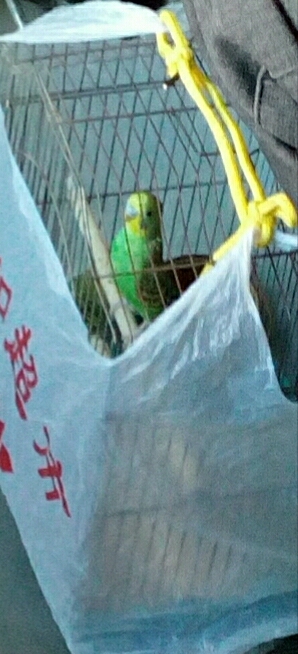 灭蝗虫鸭子厉害还是鸡厉害,油炸蝗虫为什么不能消灭