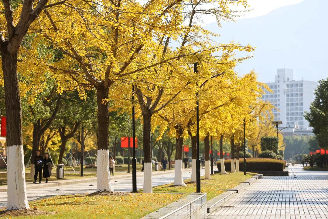 温州茶山大学城的银杏林变黄了，相约一起拍美照吧