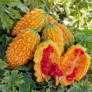 有几种特殊的水果你见过几个,这些精品水果你吃过几种