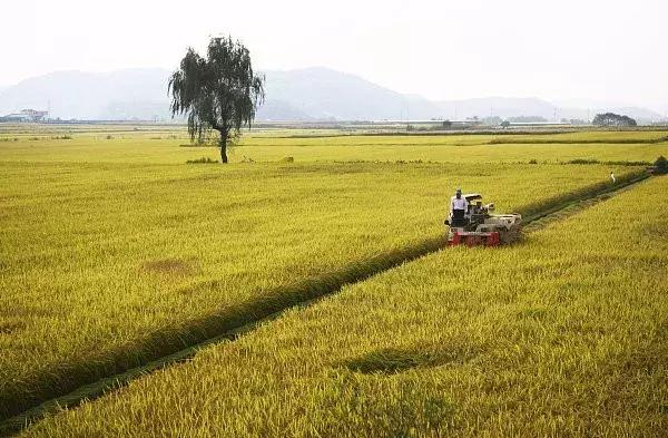 早稻收购价格最新行情,早稻价格最新行情