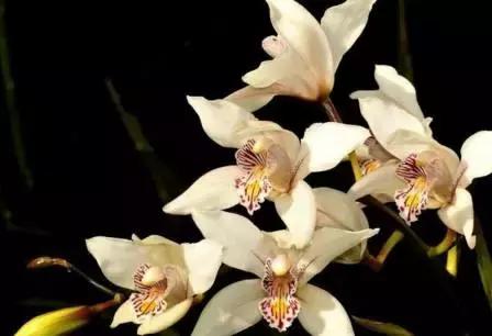 史上最全的兰花鉴赏,兰花品种之精品欣赏