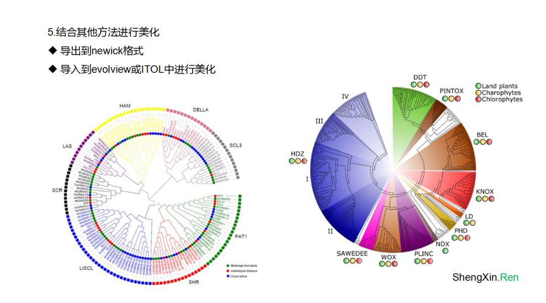 基因方面发10分sci什么水平,如何进行基因进化分析
