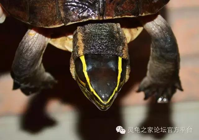 安布闭壳龟繁殖技术,安布闭壳龟要办证吗