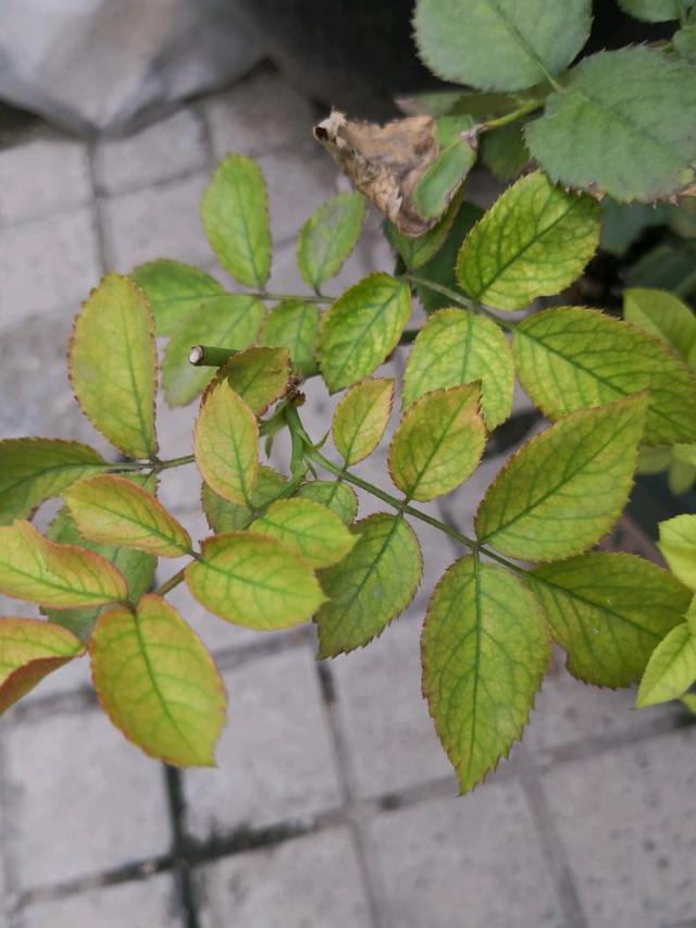 月季的叶片油亮和不油亮的区别,月季花苞没开完烂掉了怎么治