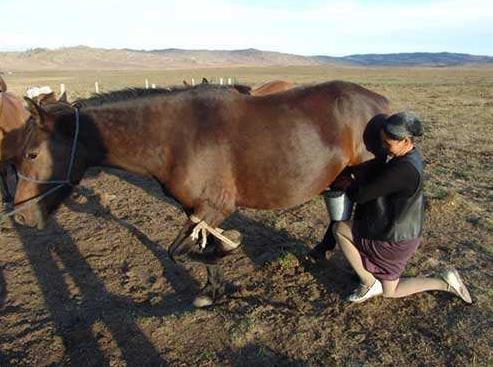 母乳牛奶羊奶营养价值对比表,羊奶和牛奶哪个营养更全面
