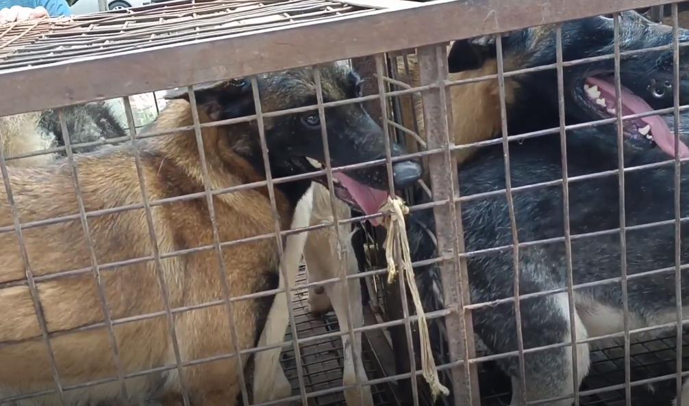 狗肉车上全是宠物狗,狗肉车上的狗狗