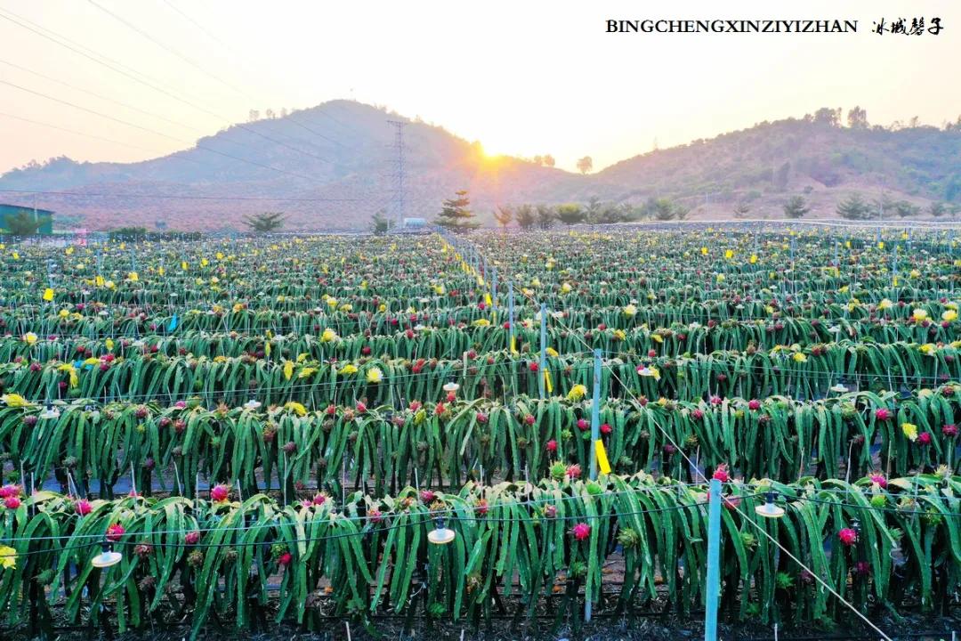 附近的火龙果采摘园海南,海南火龙果采摘