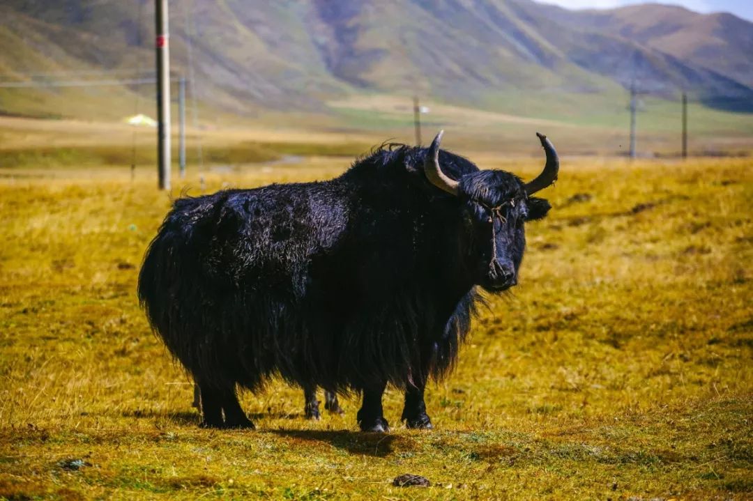 送亲戚年礼讲究什么呢,论过年亲戚的送礼