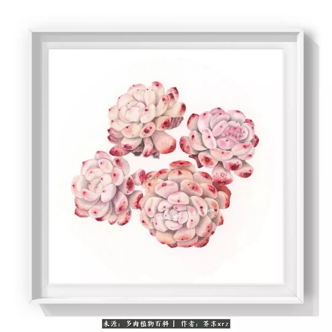 那个爱画多肉的小姑娘带着她的心头肉又来啦！