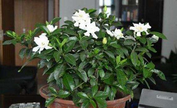 栀子花掉花苞黄叶补救方法,栀子花黄叶掉花苞如何挽救