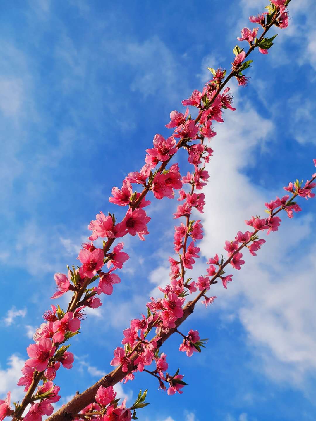 灼灼其华桃之夭夭的全文,灼灼其华的灼灼