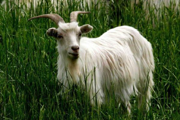 苏州牛羊催肥饲料添加剂厂家供应,浙江牛羊催肥饲料添加剂厂家供应