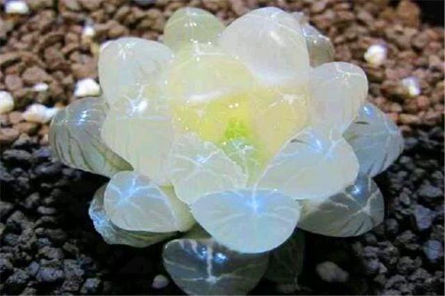 怎么让玉露保持湿润的状态,让玉露快速上色的办法