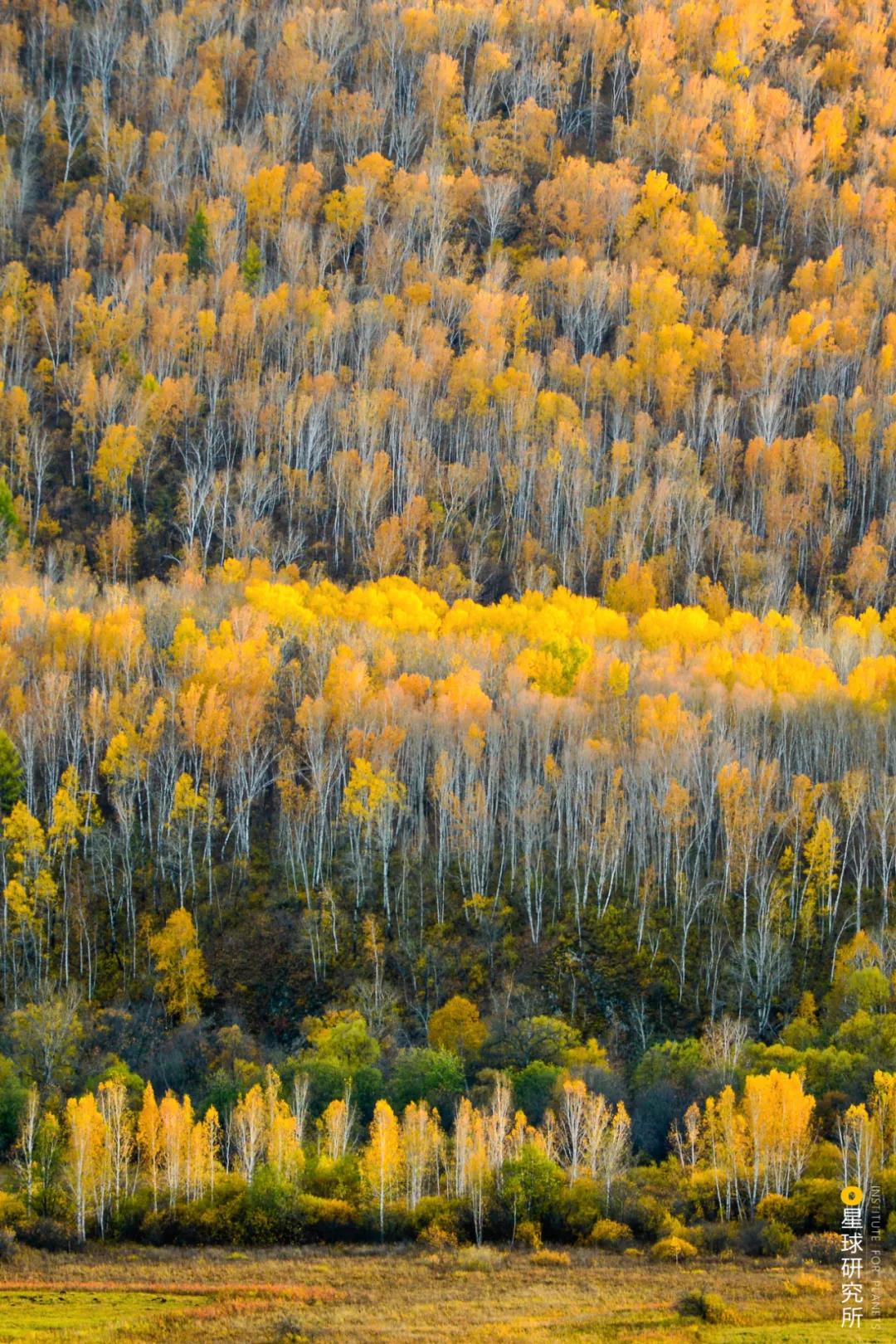 中国植树造林成果国外有什么看法,植树造林改造沙漠
