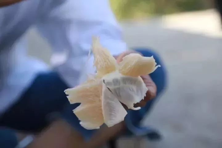 容县沙田柚挑选视频,如何挑选沙田柚视频