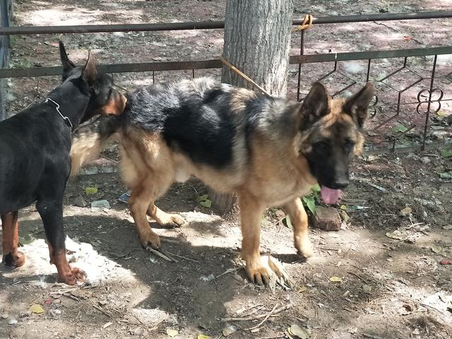 开封杨丰宠物市场最新价格信息,开封杨丰宠物市场现在开着吗