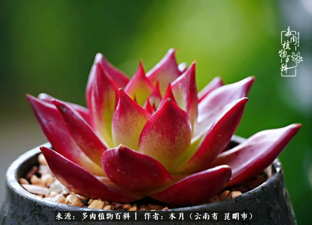 浅冬多肉，终有美好在等候