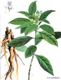 白话文中药,中药半枝莲视频