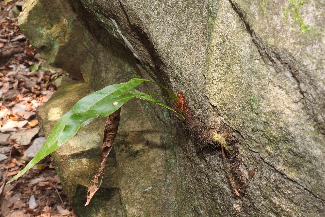 如今不可多得的“崖姜”,曾稀缺也好泛滥也罢,你都该好好认识它