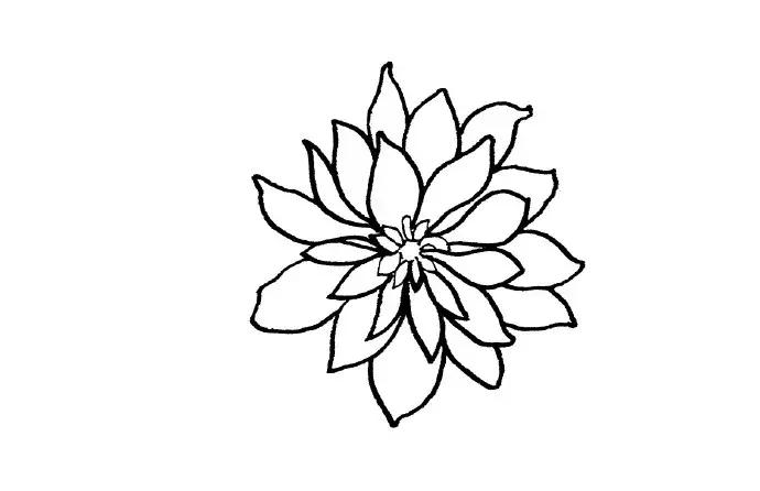 高级线描画花卉大全,花卉线描100种