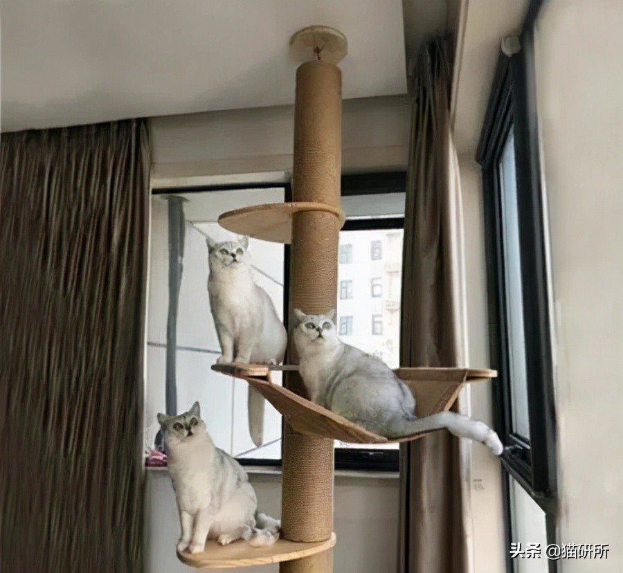 怎么惩罚猫咪挠沙发,猫咪不会挠坏的沙发