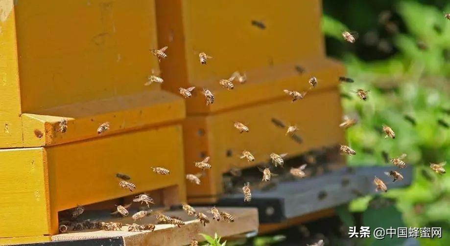 蜜蜂蚂蚁怎么防,蜜蜂如何防治白蚁