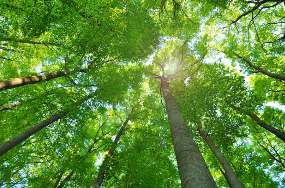 中国什么时候开始碳交易的,老百姓利好政策最新消息