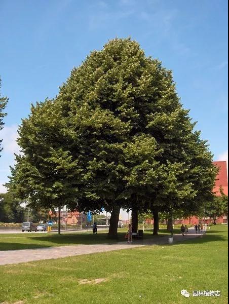 银毛空气净化器价格,银毛椴树