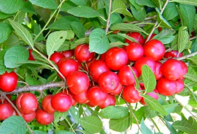 又大又好吃的高钙果,酸甜可口营养丰富的高钙果子