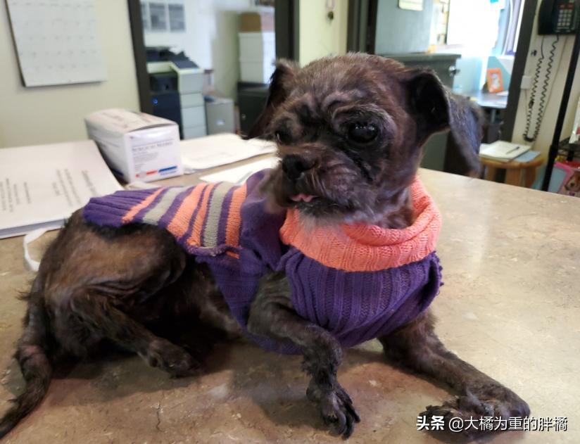 流浪小狗被收养在门口停住了,流浪小狗被好心人喂养5年