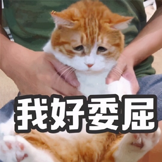 猫咪糖尿病如何诊断,猫咪糖尿病如何确诊