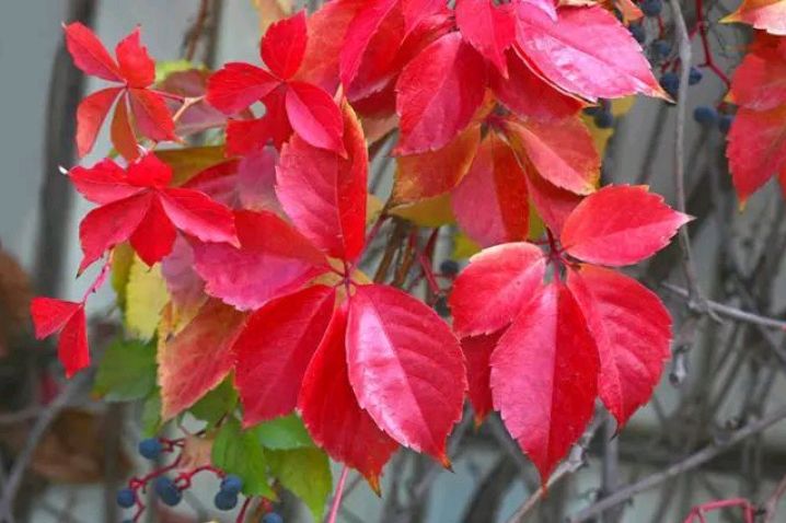 五叶地锦的特点和应用