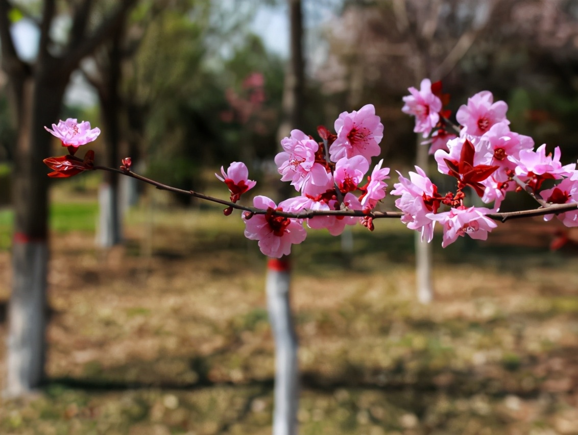 陕西女神学霸火了！大学就当班主任，将赴交大深造，包揽各类大奖