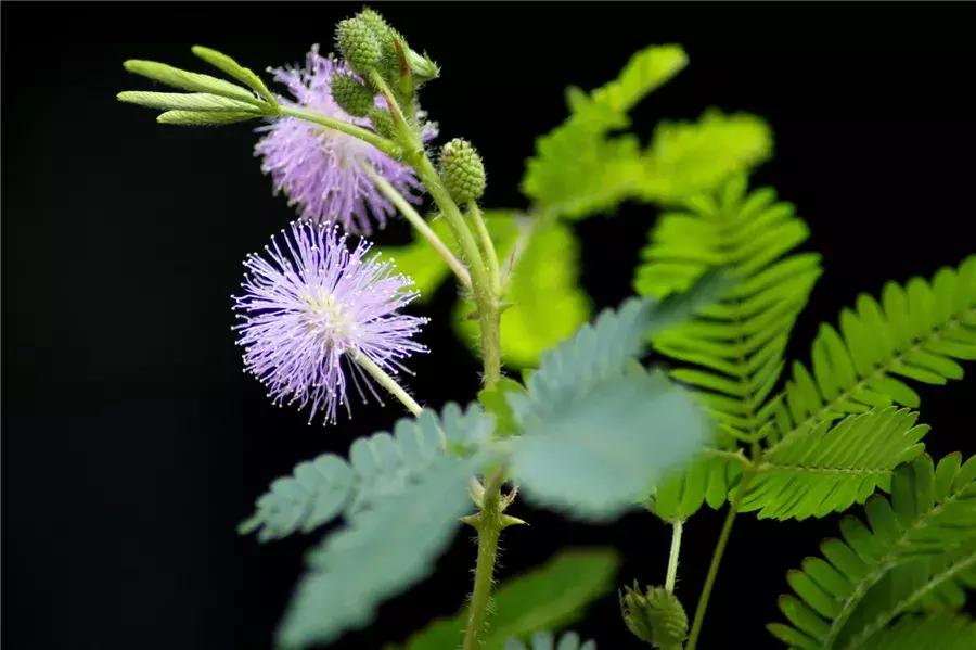 薄荷盆栽放在卧室对身体有害吗,卧室盆栽植物种什么好