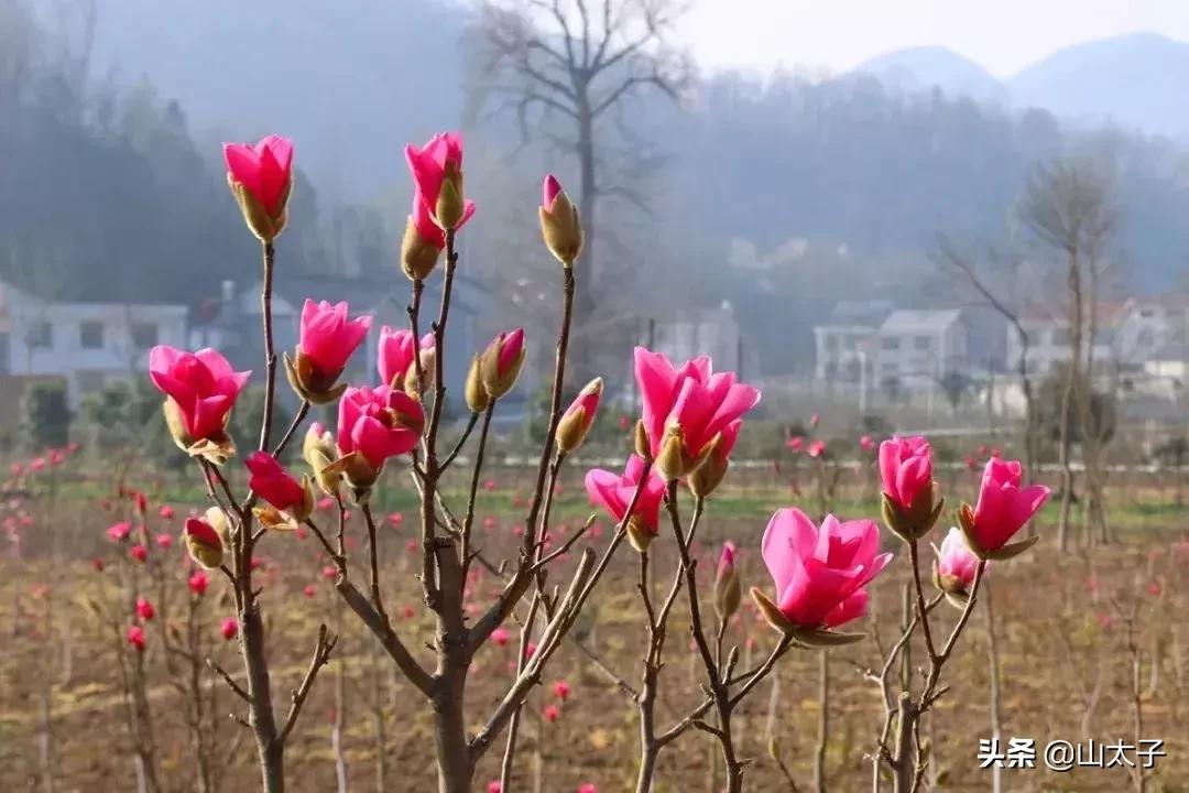 花博士五福系列,花博士花艺生活