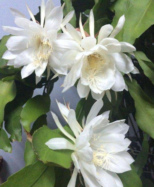 让花开得艳一些应施什么肥,怎样让昙花开花多一些