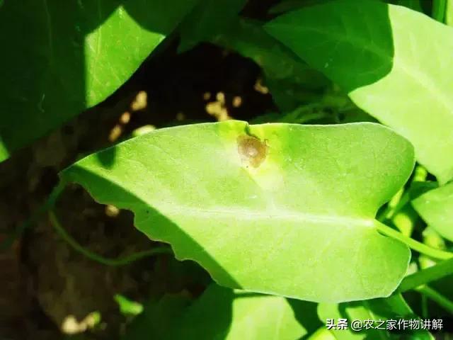 有图有真相史上最全芹菜病害,空心菜病虫害图谱手册