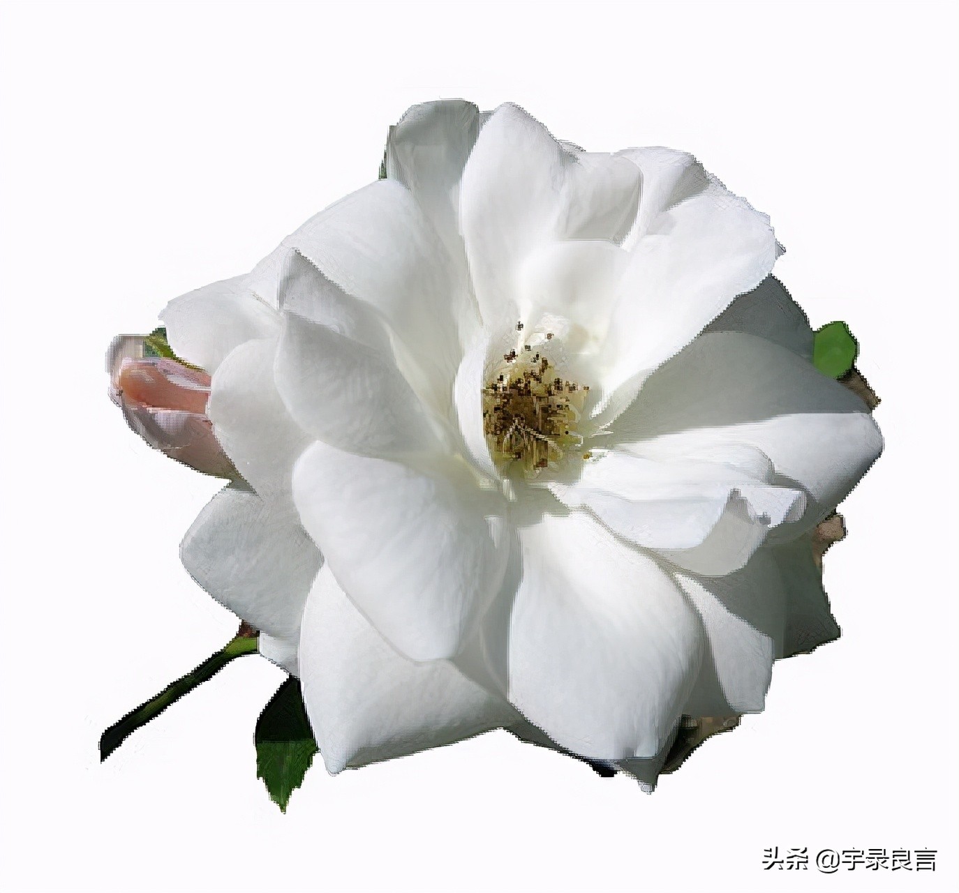 有深度有品位的短句子发朋友圈,有深度有品味的句子适合朋友圈