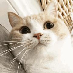 怎样判断铲屎官好坏,铲屎官的鉴定方法视频