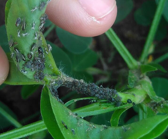 种花生会长什么虫,花生地里长的大白虫子怎么办